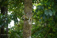 Coelogyne breviscapa
